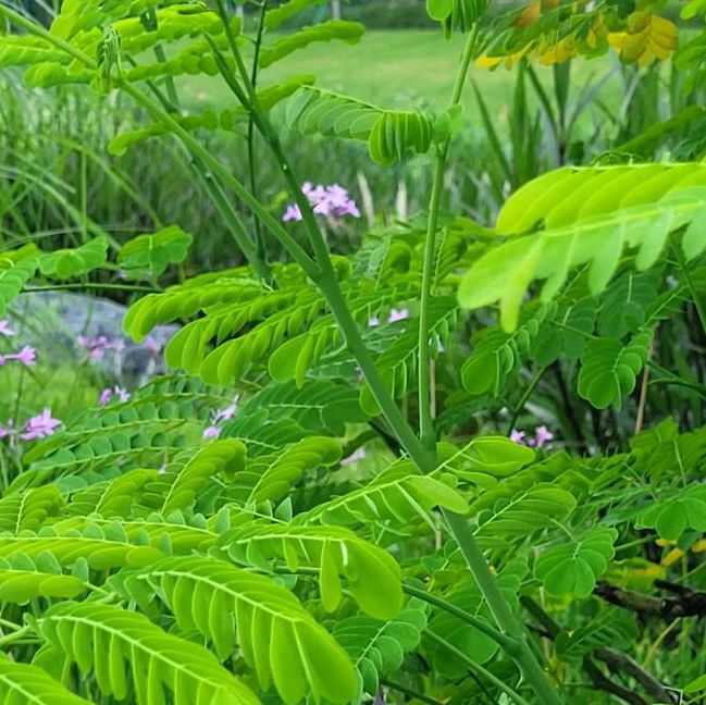 野花视频在线观看