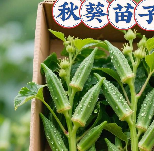 日女app汅api免费秋葵ios