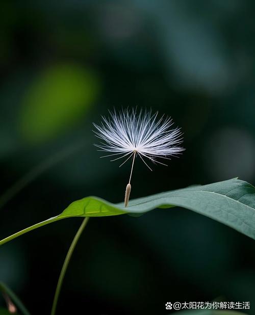 蒲公英研究所免费进入