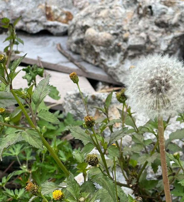 蒲公英研究所免费进入