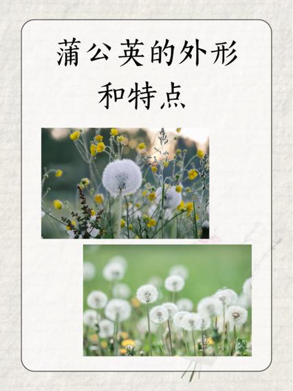 蒲公英研究所免费进入