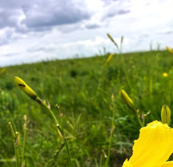 两个人黄花季高清
