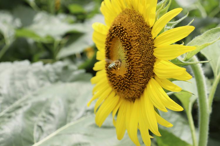 向日葵草莓视频荔枝黄瓜