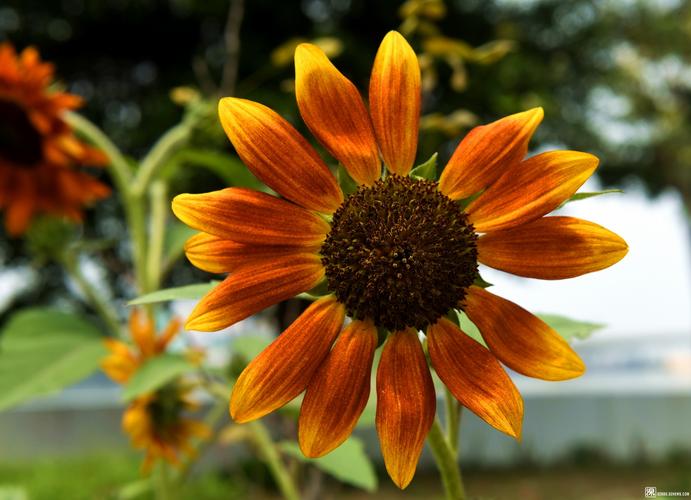 向日葵草莓视频荔枝黄瓜