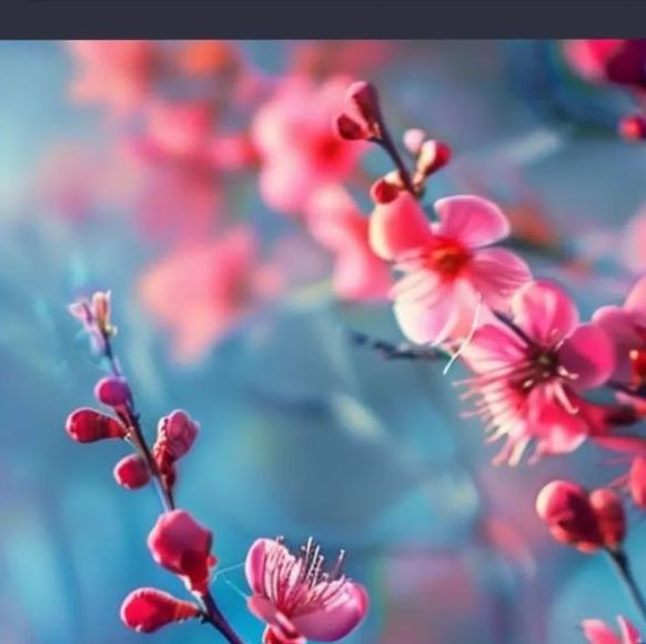 梅花视频高清app