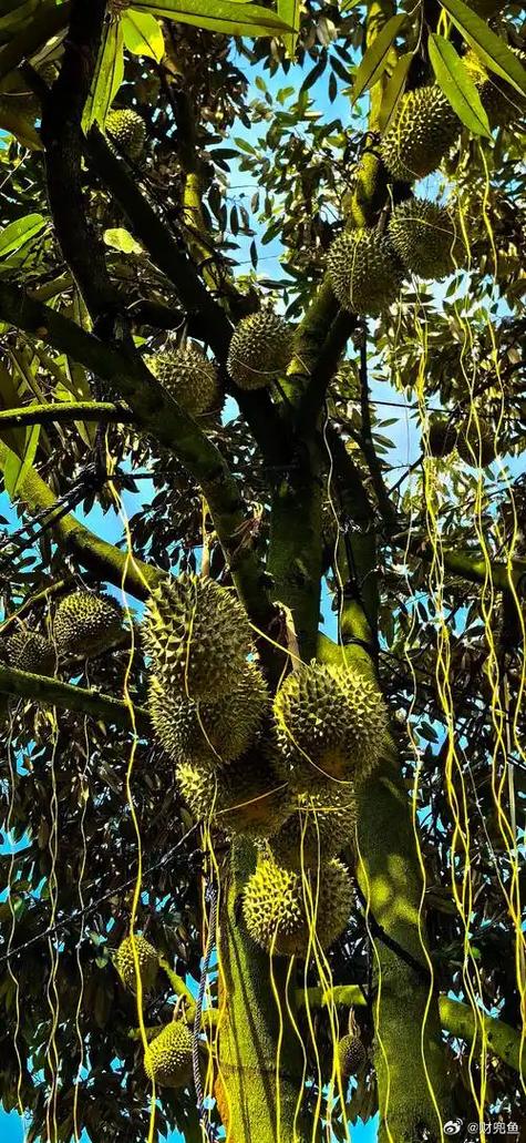 绿巨人榴莲视频