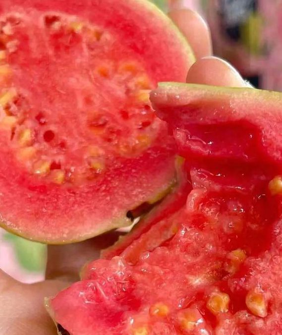 芭乐丝瓜向日葵草莓榴莲