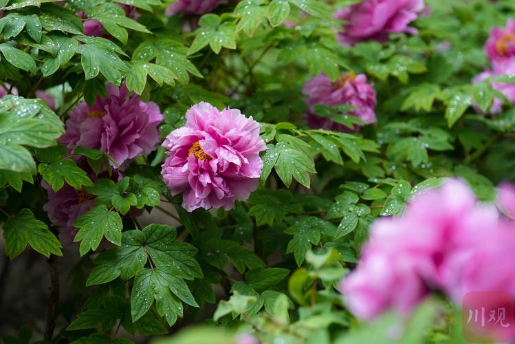 国色天香免费视频