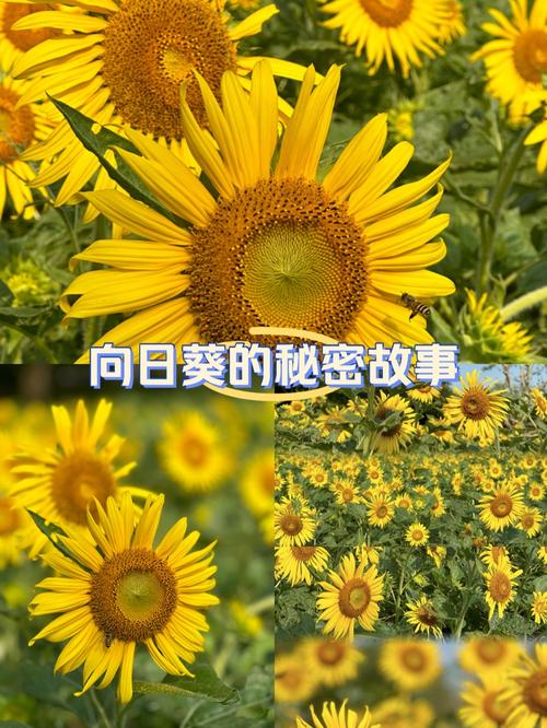 旧版向日葵下载汅免费