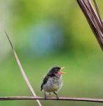 雏鸟短视频无限看