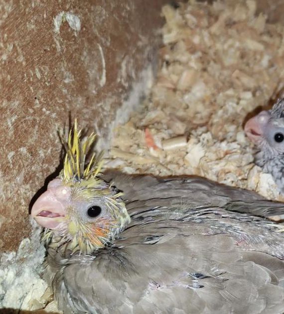 雏鸟短视频无限看