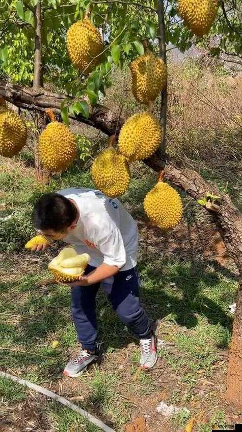 榴莲视频色斑让你流连忘返iOS公司