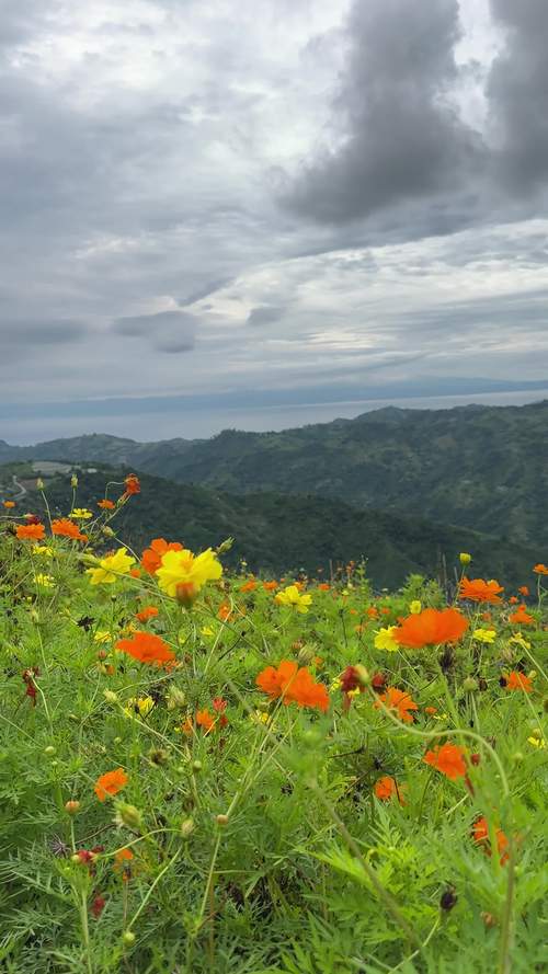 野花视频在线观看视频8高清版