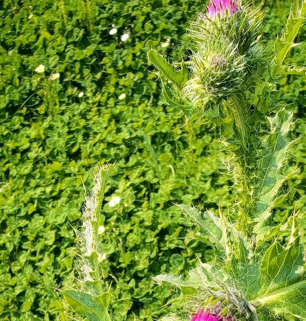 野花视频在线观看视频8高清版