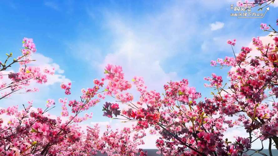 桃花视频在线观看高清播放