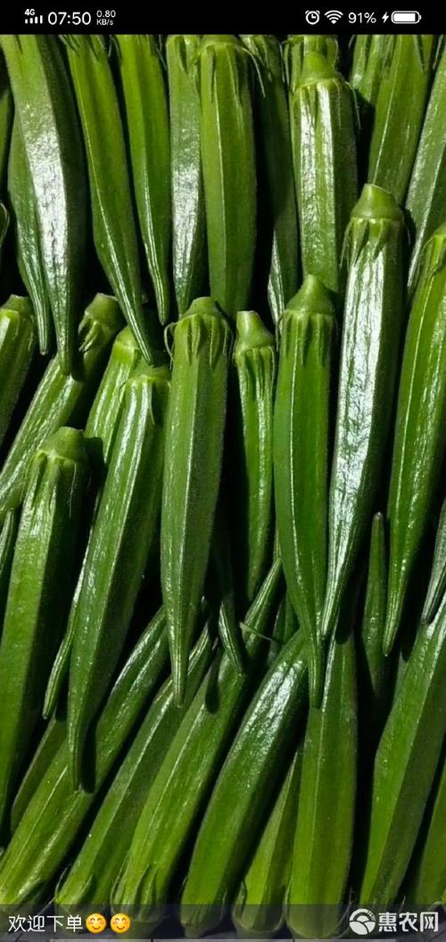 秋葵久热精品视频