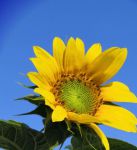 向日葵xrk1_3_0旧版下载