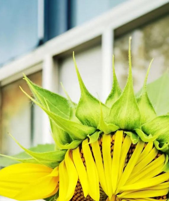 向日葵xrk1_3_0旧版下载