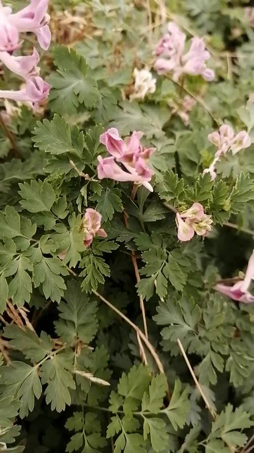 野花视频高清免费版